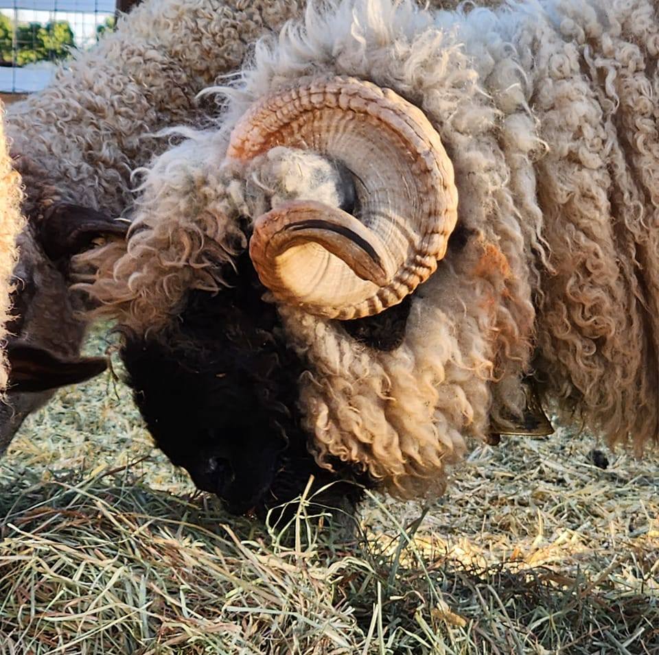 Black Nose Sheep Ram