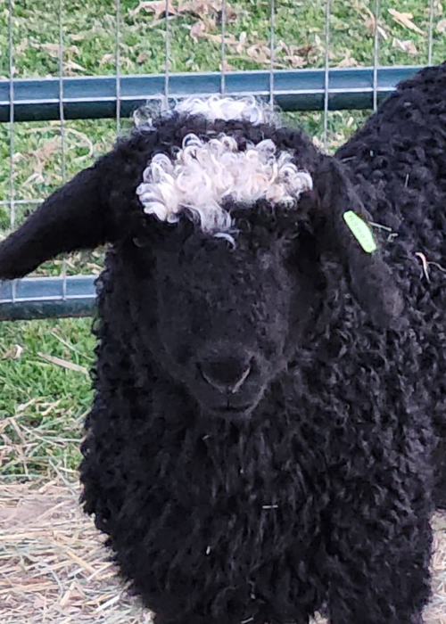 Black Valais Lamb