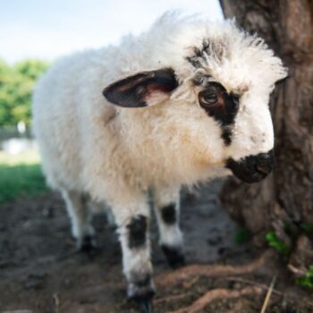 Bonnie Valais Blacknose Ewe