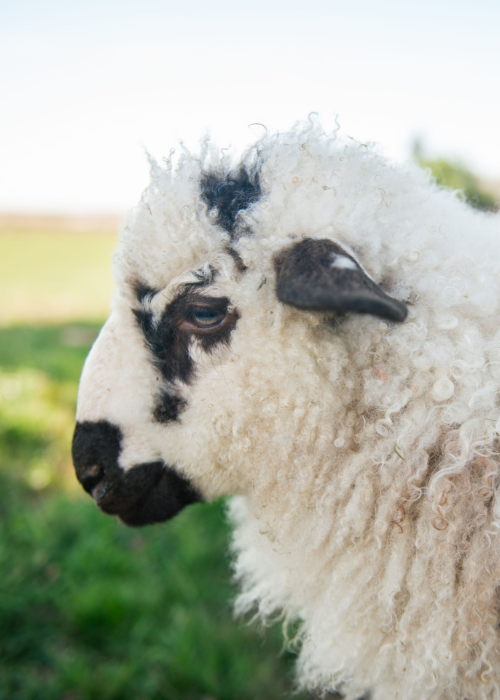 Bonnie the Valais Blacknose sheep