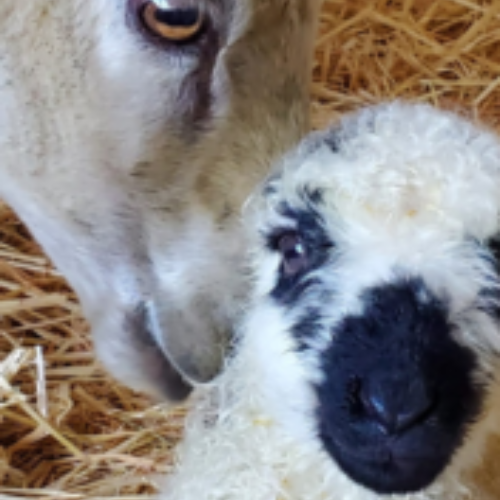 Champagne and April Valais Ewe and Lamb