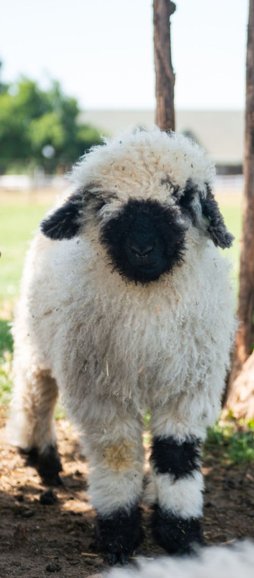 Valais Blacknose Lamb Ram