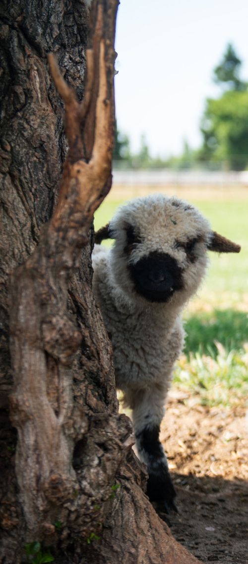 Valais Blacknose Lamb